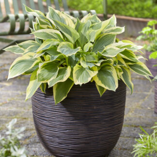 Hosta 'Silk Road'