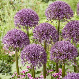 Allium Jackpot