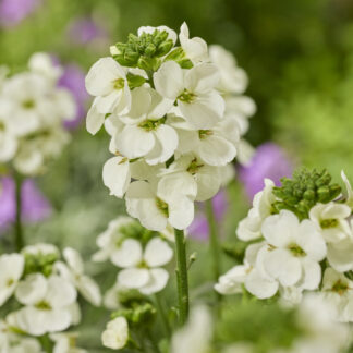 Erysimum Leya White - in Bud And Bloom