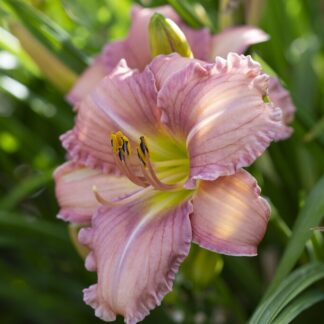 Hemerocallis 'Every Day Lily Rose'