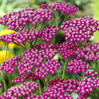 Achillea Millefolium Summer Wine