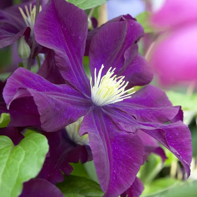 Clematis Warsaw Nike
