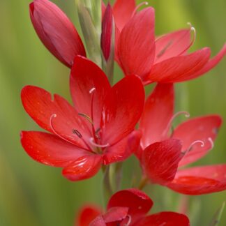 Schizostylis Coccinea 'Major' - Crimson Flag Lily
