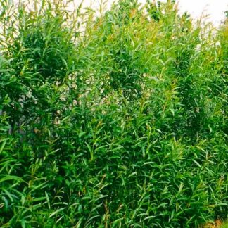 Fast Growing Screening Willow - Salix Hybrida - Pack of 100 Circa 5ft Tall
