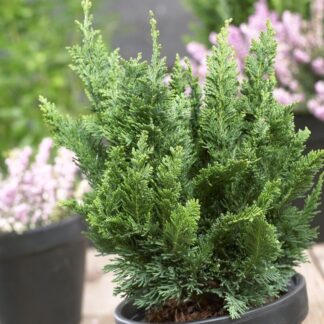 Chamaecyparis Lawsoniana Wisselii