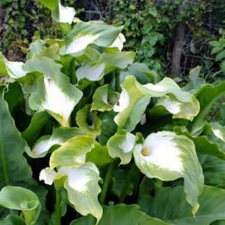 Zantedeschia Aethiopica Green Goddess - Calla Lily