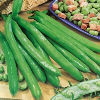 Broad Bean Bunyards Exhibition
