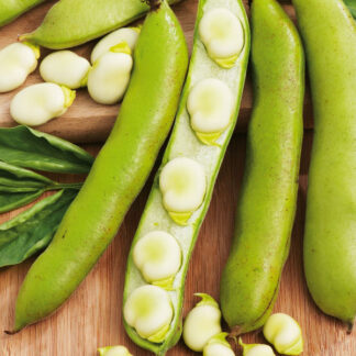 Broad Bean Witkiem Manita
