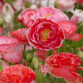 Poppy Plant 'Falling in Love' - Papaver Rhoeas