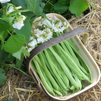 Runner Bean Moonlight