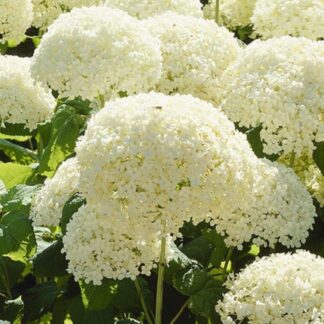 Hydrangea Arborescens Annabelle - Large Specimen - 60-80cm Tall