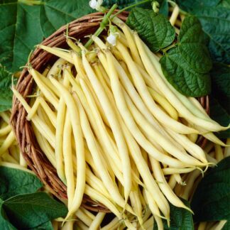 French Bean Dior