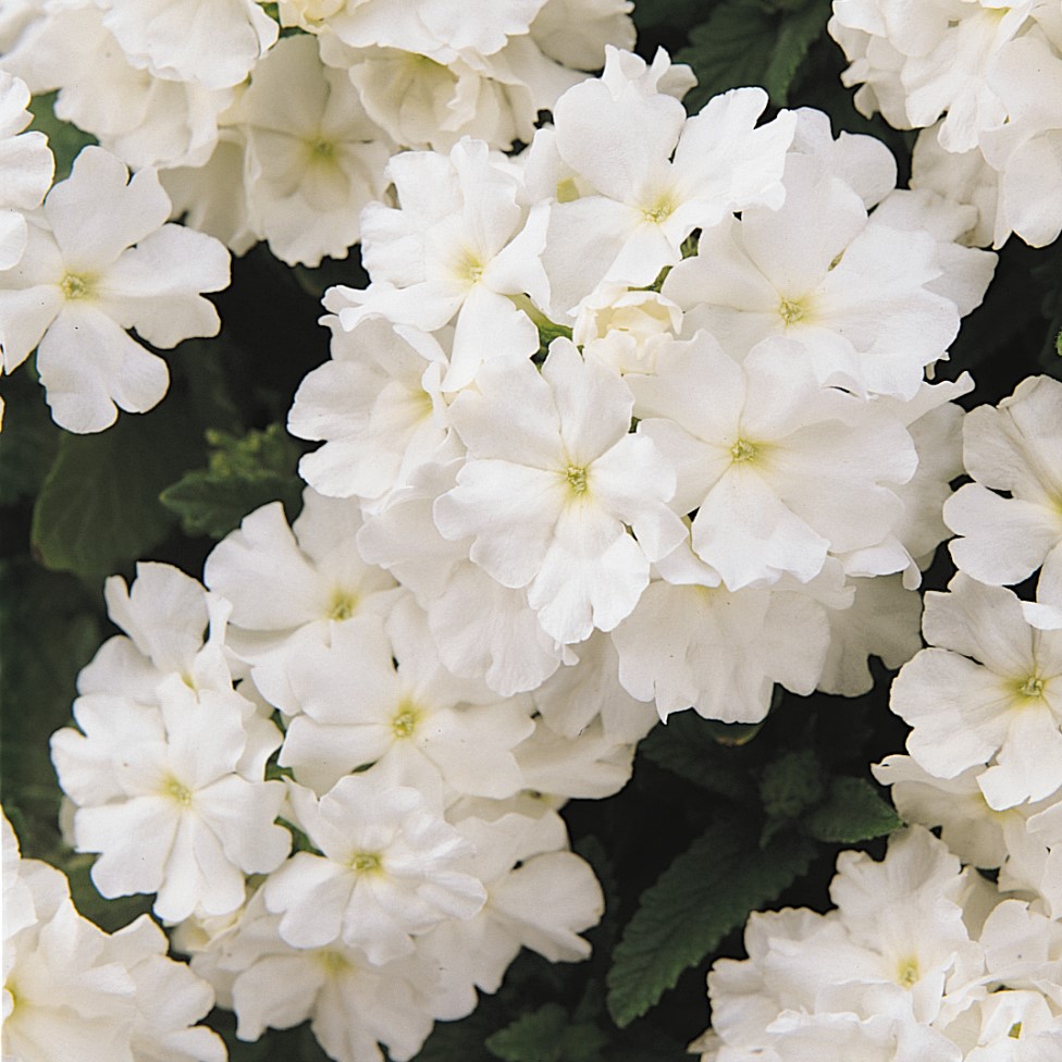 Verbena Hybrida Quartz Xp - White