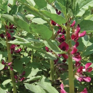 Broad Bean Crimson Flowered