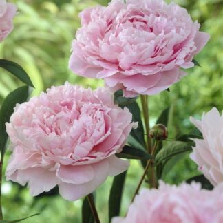 Paeonia Sarah Bernhardt - Peony Sarah Bernhart
