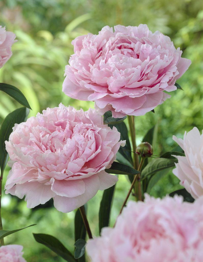 Paeonia Sarah Bernhardt - Peony Sarah Bernhart