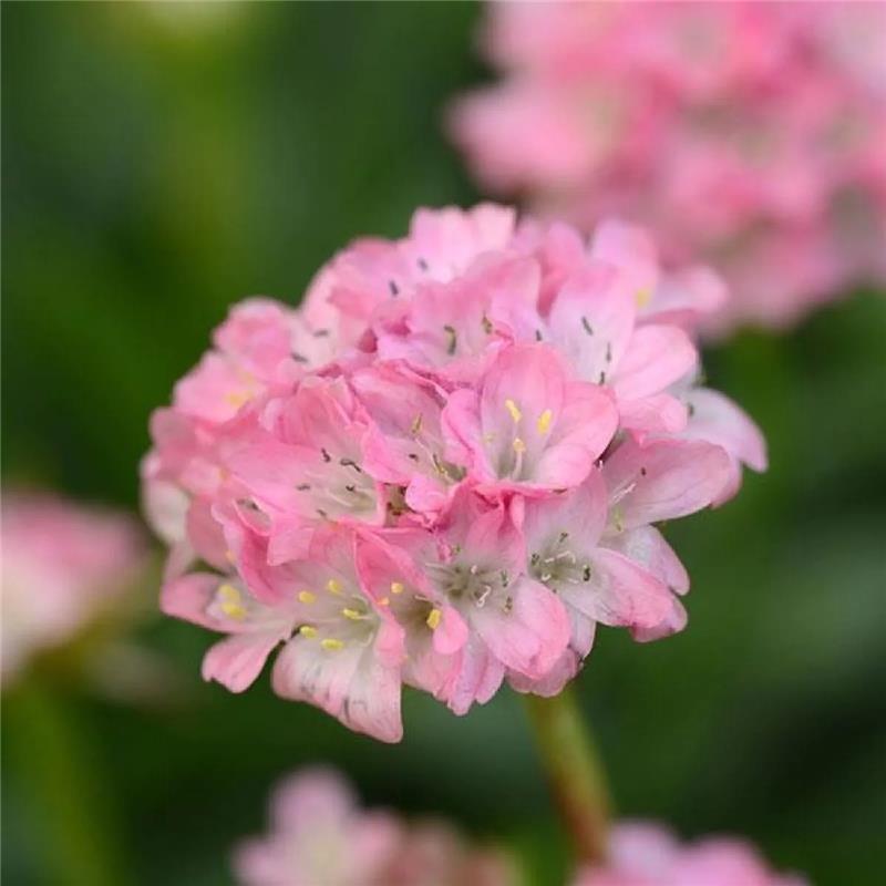 Armeria Dreameria Day Dream - Large Flowered Thrift Sea Pink - in Bud & Bloom