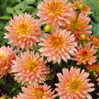 Dahlia Extase