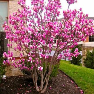 Large Circa 5-6ft Magnolia Rustica Rubra - Tulip Tree