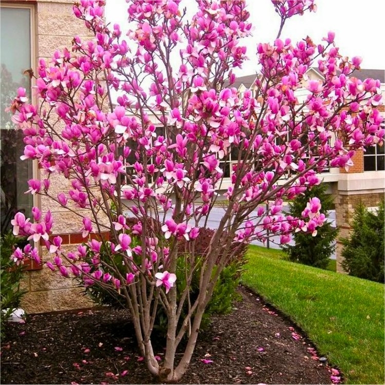 Large Circa 5-6ft Magnolia Rustica Rubra - Tulip Tree