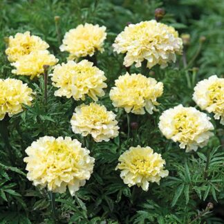 African Marigold - Tagetes Erecta 'Sugar & Spice White'
