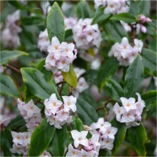 Daphne Bholua Jacqueline Postill