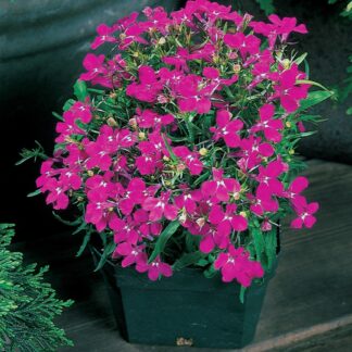 Lobelia Erinus Riviera Rose