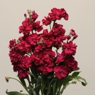Matthiola Incana 'Katz Ruby' - Fragrant Column Stock Plant