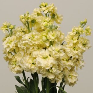 Matthiola Incana 'Katz Yellow' - Fragrant Column Stock Plant