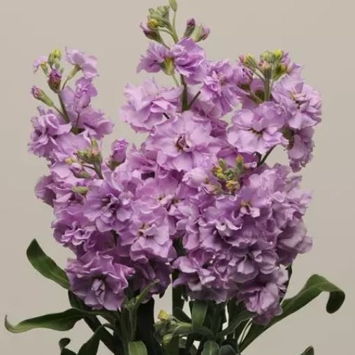 Matthiola Incana 'Katz Light Lavender' - Fragrant Column Stock Plant