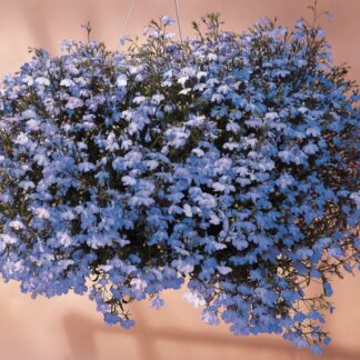 Lobelia Pendula Regatta Sky Blue