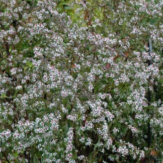 Aster Lateriflorus 'Lady in Black' - Michaelmas Daisy