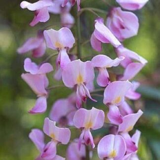 Wisteria Floribunda Rosea - (Honbeni) Pink Japanese Wisteria  - Circa 100-120cm