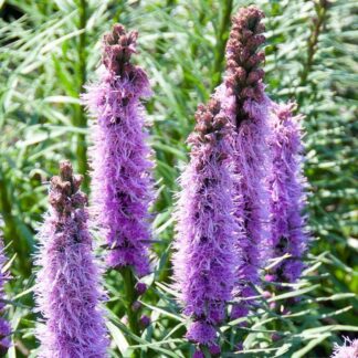 Liatris Spicata Floristan Violet - Gay Feather