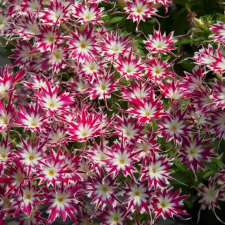 Phlox Drummodii Popstars Rose With Eye
