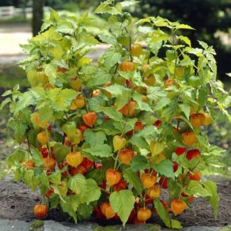 Physalis Franchetii - Chinese Lantern Plant