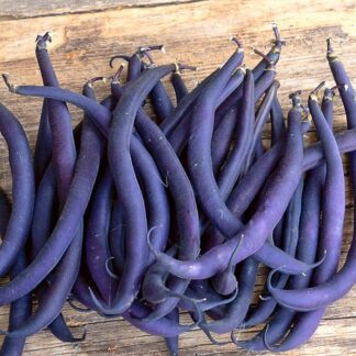 French Bean Purple Teepee