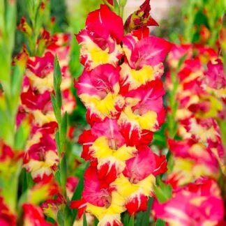 Gladiolus Stereo- Pack of 7