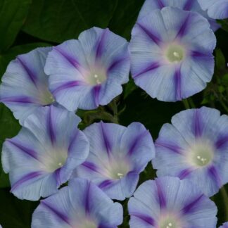 Ipomoea Blue Jay - Morning Glory Climbing Vine