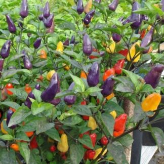Chilli Pepper Plant 'Roxi' (Dwarf)