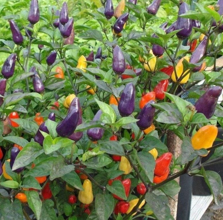 Chilli Pepper Plant 'Roxi' (Dwarf)