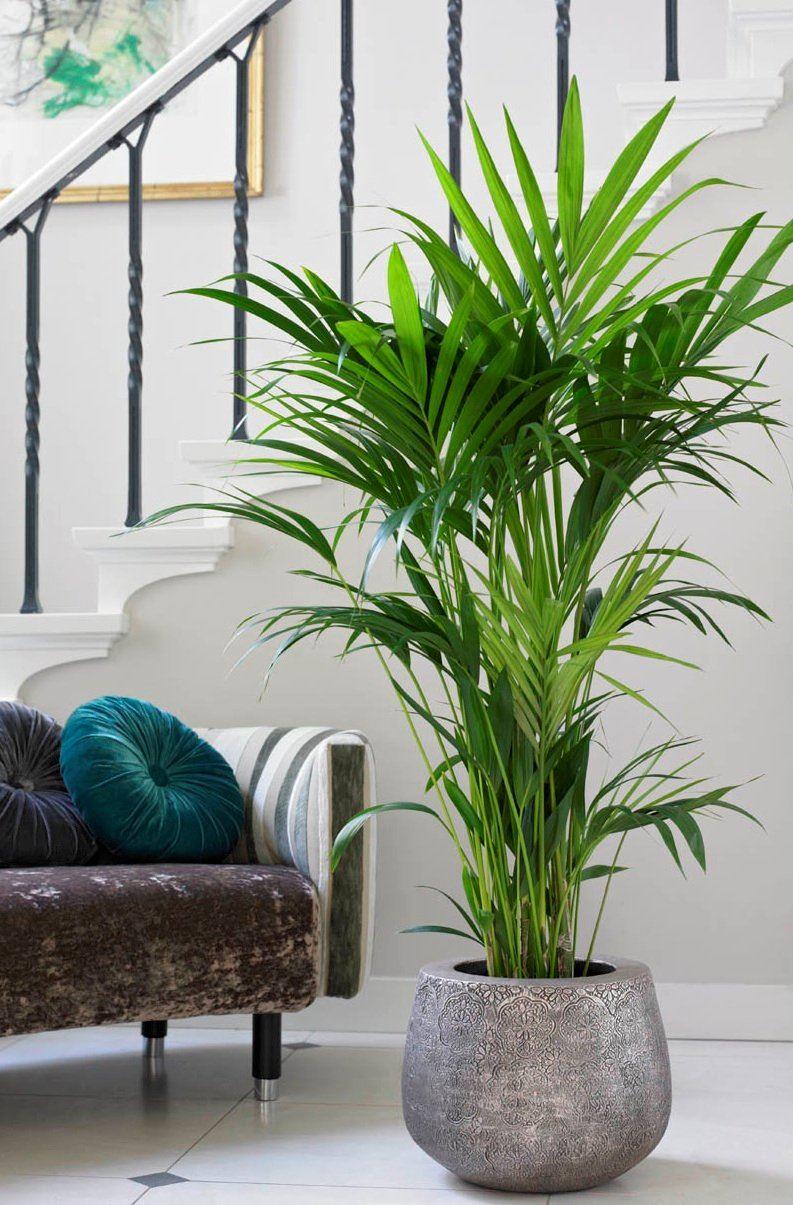 Howea Forsteriana - Kentia Palm - The Best Palm For Indoors - Large 180-210cm Specimen