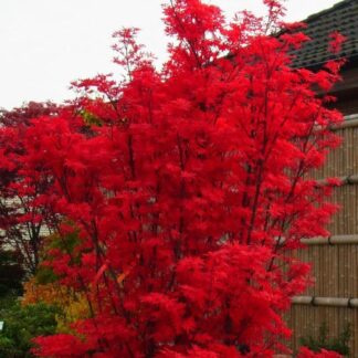 Large Acer Palmatum Skeeters Broom - Japanese Maple - Circa 150-180cm Tall