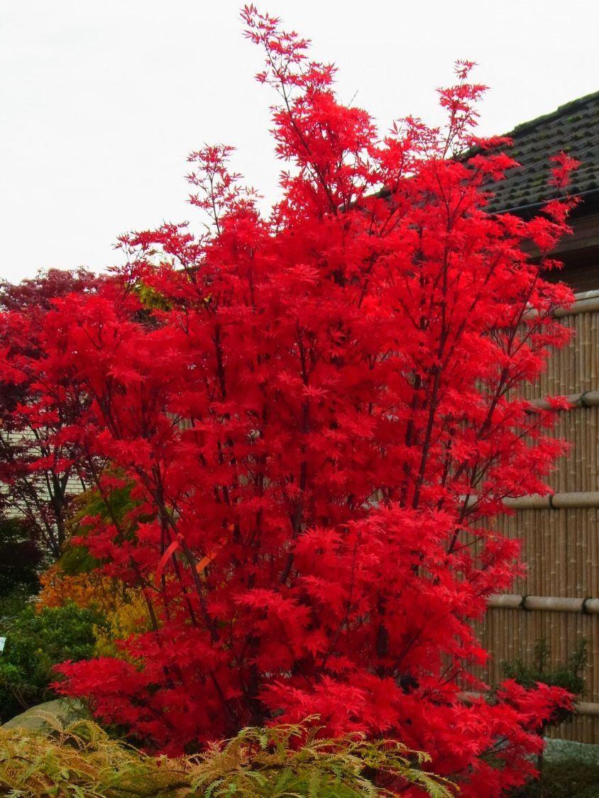 Large Acer Palmatum Skeeters Broom - Japanese Maple - Circa 150-180cm Tall