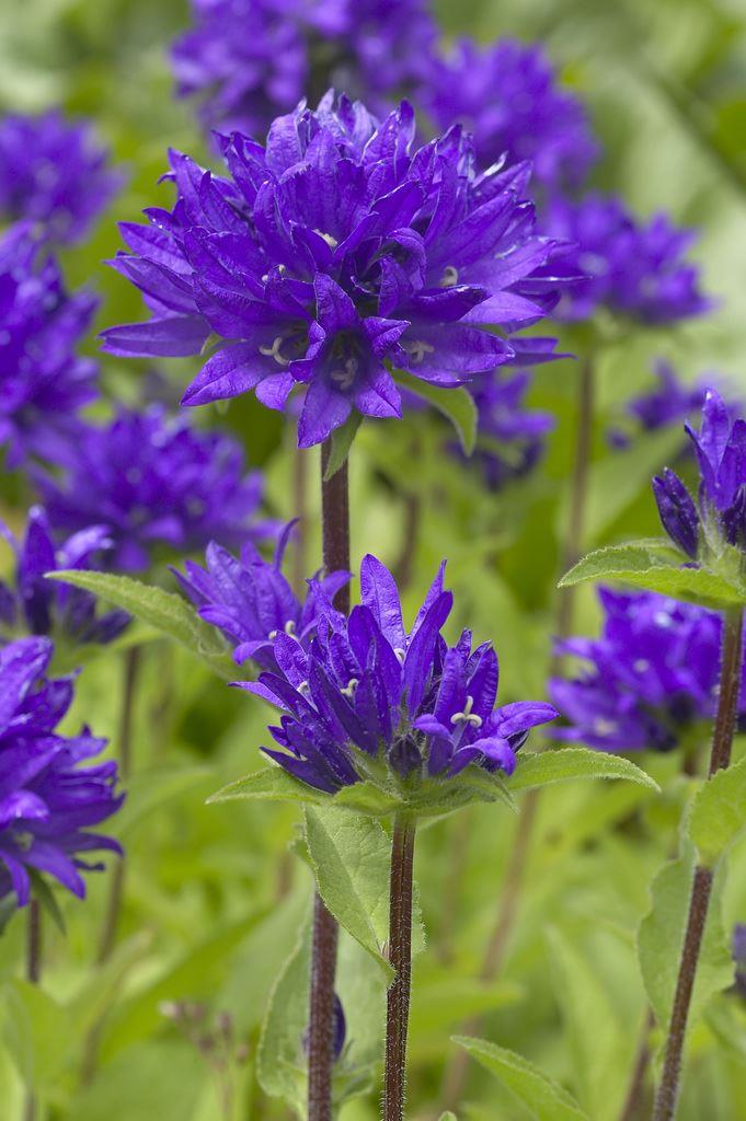 Campanula Glomerata Superba - Clustered Bell Flower