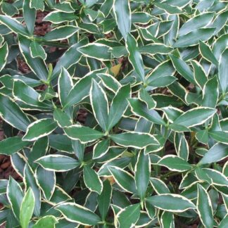 Daphne Odora Aureomarginata - Highly Fragranced Hardy Evergreen Shrub - Large