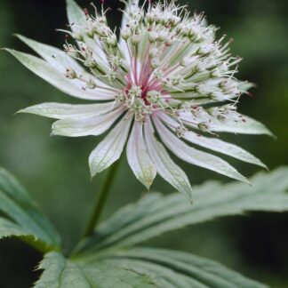 Astrantia Major 'Shaggy' - Masterwort