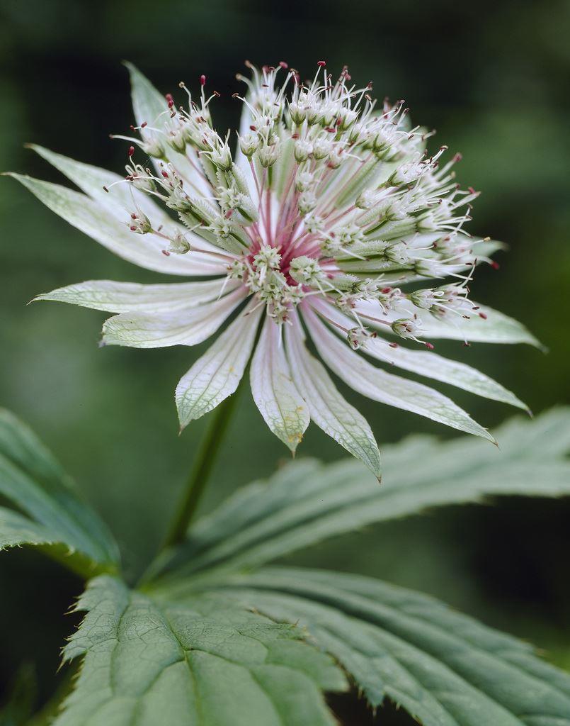 Astrantia Major 'Shaggy' - Masterwort