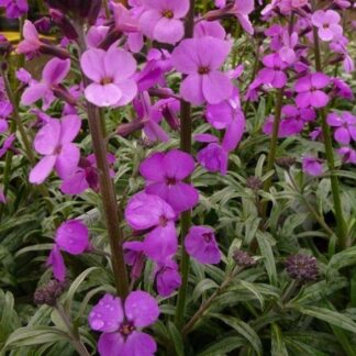 Erysimum Bowles Mauve - Perennial Wallflower - Pack of Three - in Bud & Bloom