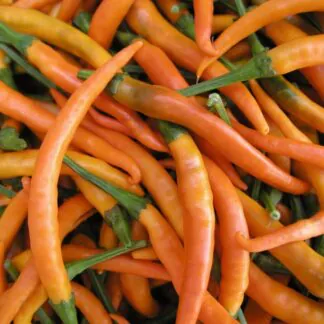 Chilli Pepper Plant 'Kilian'